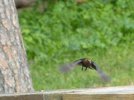 Brown-headed Cowbird